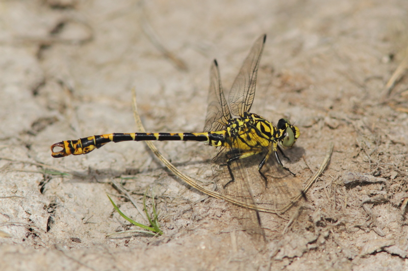 IMG_1449 Onychogomphus forcipatus.JPG